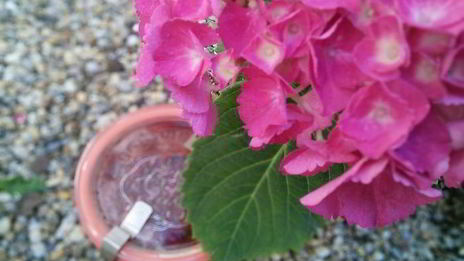 мармелад из ревеня и клубники с мятой