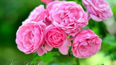 творожный торт-мусс с ягодами в белом шоколаде