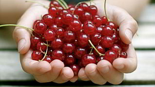 Пастила из смородины