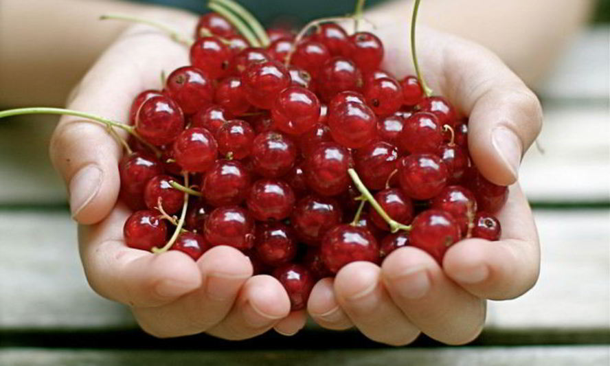 Рецепт пастила из смородины