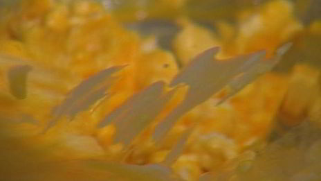 суфле из козьего сыра и тимьяна