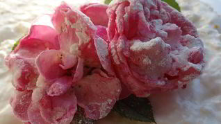 Торт-суфле Цветочное облако