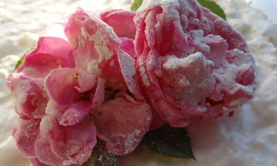 Рецепт торт-суфле цветочное облако