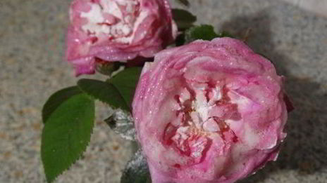 торт-суфле цветочное облако