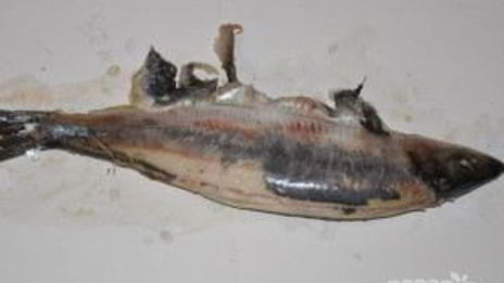 форшмак классический