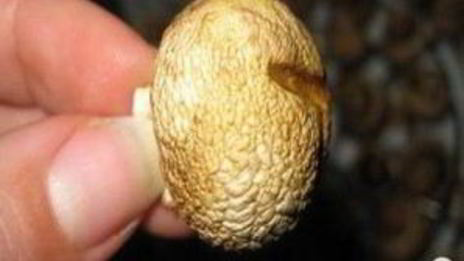 грибы обалденные