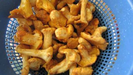 лисички жареные с картофелем