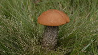 Подосиновики в духовке