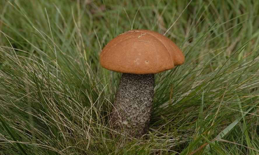 Рецепт подосиновики в духовке