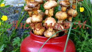 Шампиньоны на шпажках на мангале