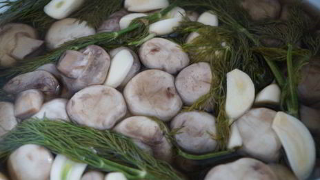 соленые шампиньоны