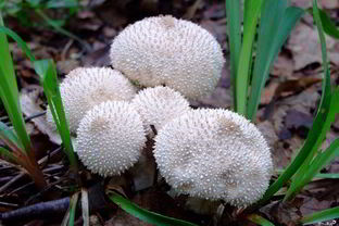 Тушеные дождевики