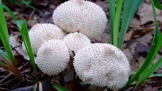 Тушеные дождевики