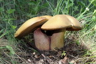 Тушеные дубовики