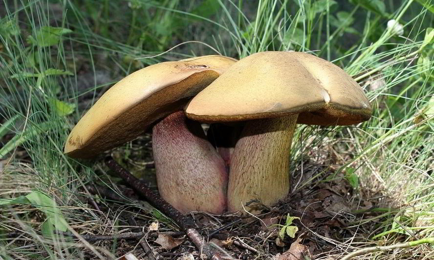 Рецепт тушеные дубовики