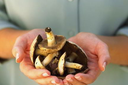 Жаренные грибы козлята