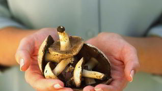 Жаренные грибы козлята