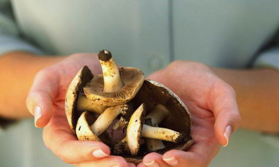 Рецепт жаренные грибы козлята