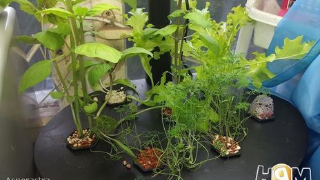 цуккинья с фаршем из кролика