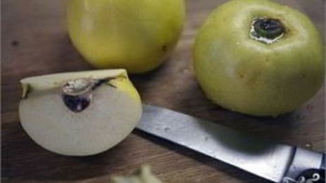 дикий гусь в духовке