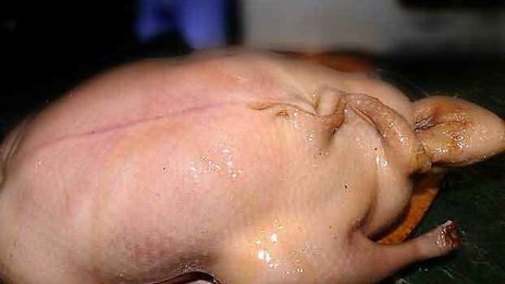 жареная утка в пиве