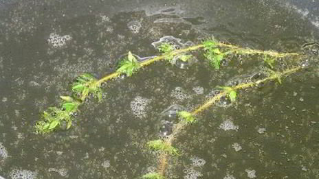 жареный картофель с овощным рагу и чесноком