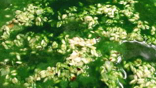 Огуречное ризотто