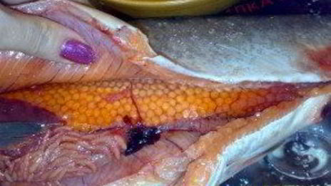 малосольная горбуша