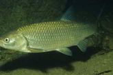 Рыба голавль