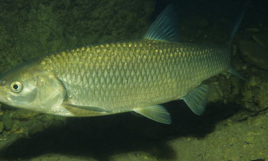 Рецепт рыба голавль