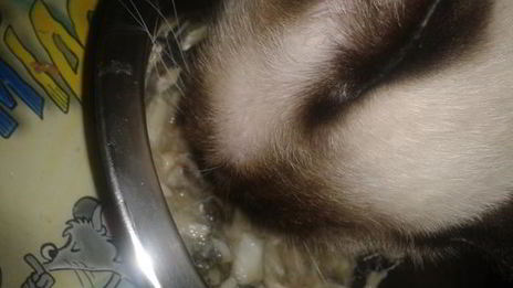 треска в сметане