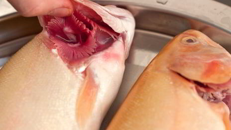 янтарная форель запеченная с луком