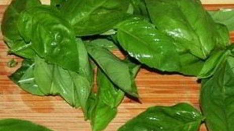 томатные ньокки с базиликом и сметанным соусом