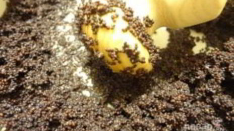 рождественская кутья с медовой водой