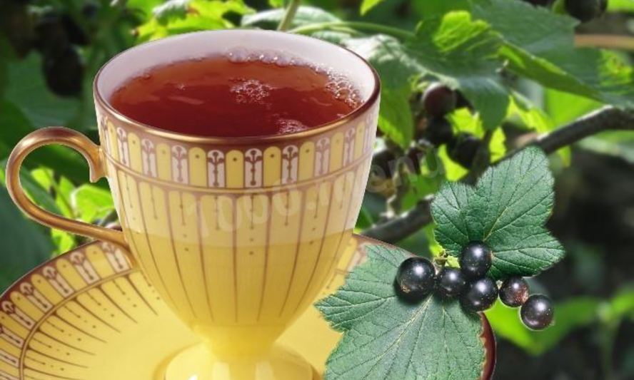 Рецепт чай из листьев смородины