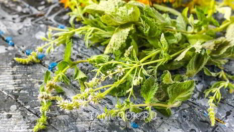 чай из зверобоя