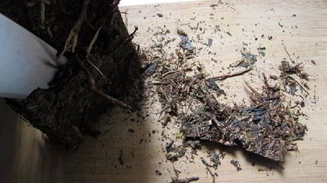 калмыкский чай