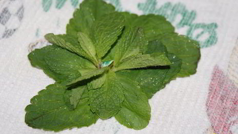 марокканский мятный чай