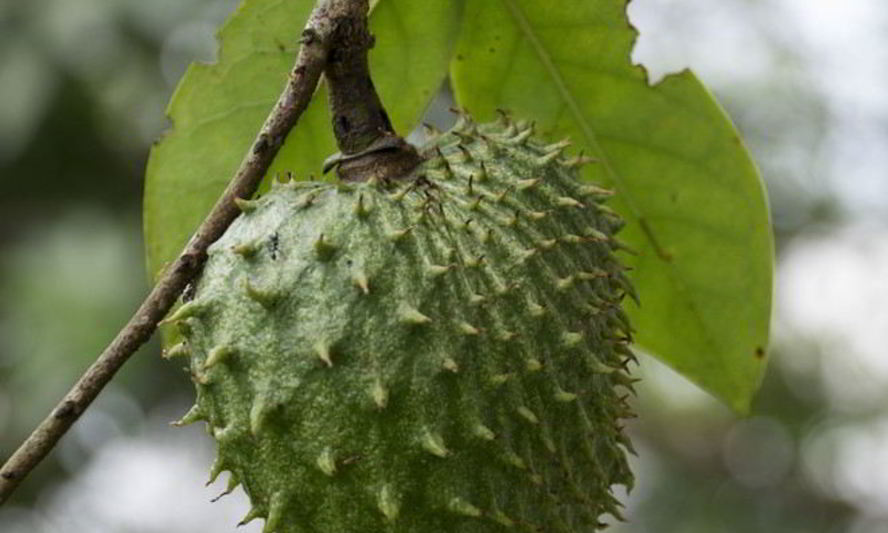 Рецепт зеленый чай с саусепом