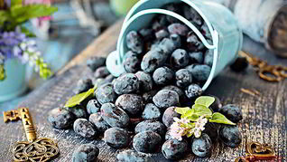 Кисель из жимолости