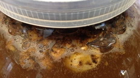 квас для настроения велкам ту шамбала