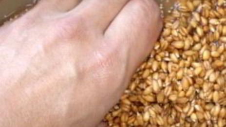 квас из пшеницы