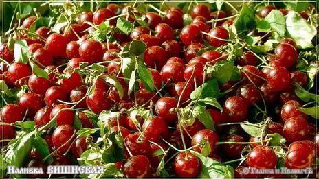 вишневая наливка