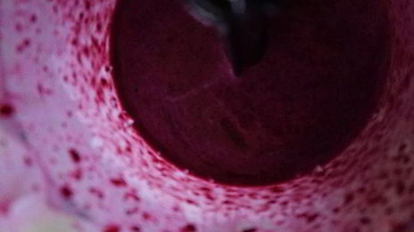 черничный смузи