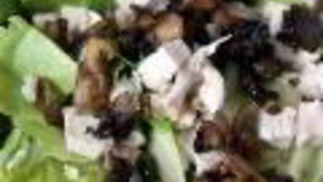 грибной взрыв — салат цезарь по-русски