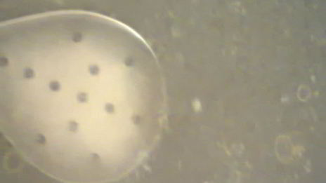 белый мясной бульон