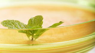 Холодный дынный суп