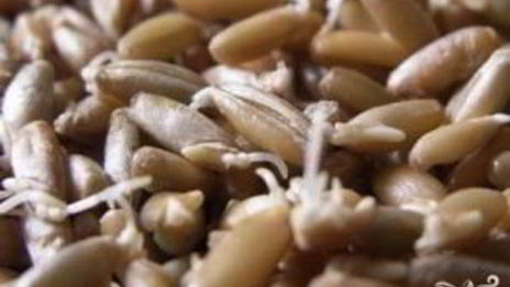 щи московские