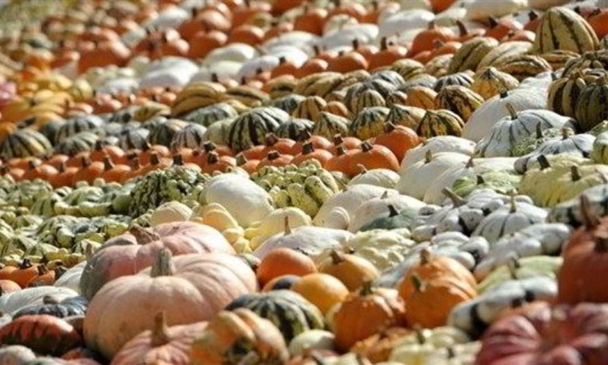 Рецепт тыквенный суп-пюре на овощном бульоне с карри