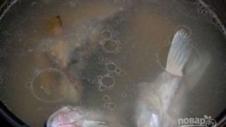 уха архиерейская